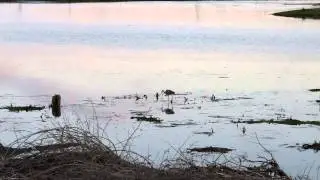 Heron in Nisqually National Wildlife Refuge - Fish Hunting Fail