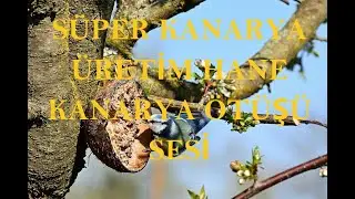 KANARYA SESİ ÜRETİM HANE KANARYA ÖTÜŞÜ SESİ