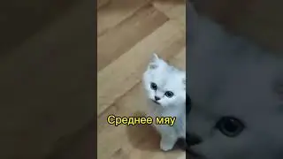Что значит мяу 🤔