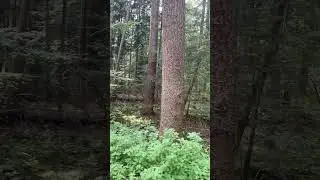LIGHT IN THE FOREST - Georg Dybowski #guitar #fingerstyle #guitarist