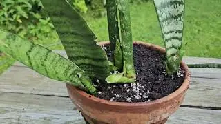 My Sansevierias - air purifying plants August 2024