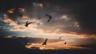Pieter Hurter & Nicklas Löfstrand - Songbird