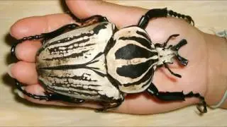 Самые большие жуки на свете