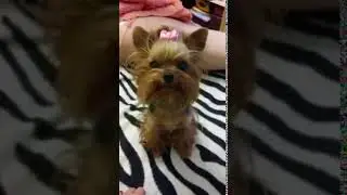КТО НАСРАЛ??? Смешное видео, видео прикол:)