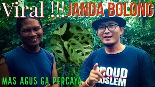 Viral !!! Janda Bolong ||| Mas Agus ga Percaya