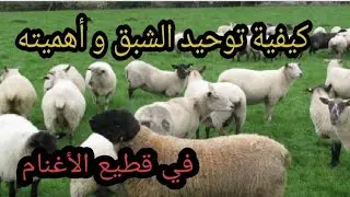 أهمية توحيد الشبق في قطيع الأغنام