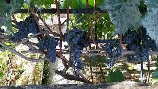 Оидиум ... и виноград Маркетт  А также беседка на крыше гаража