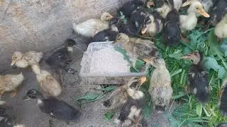 Ендігі әңгіме үйрек балапаны жайлы.