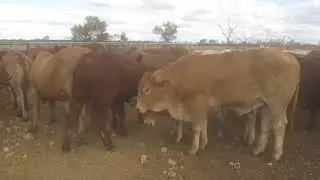 104 ATHELSTANE STEERS. HGP FREE - AV 400.4KG CURFEWED