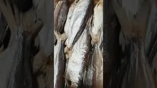 ВЯЛЕНАЯ ПЕЛЯДЬ🔥озеро Чаны💥