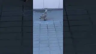 Птенец чайка