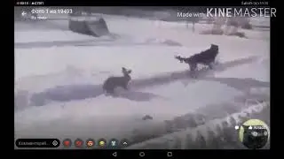 ❤️Кто охотник то? ❤️