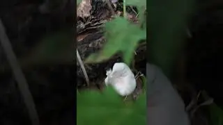 Вёшенка лёгочная