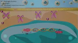 Estrogen receptor antagonists - Fulvestrant