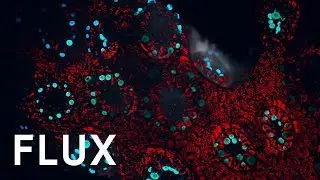 Developing Resilient Coral Reefs | Super Coral | IN FLUX | S6 E2 | Utopias