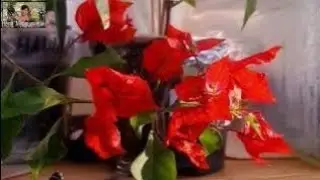 Розпаковка посилки з бугенвілеями