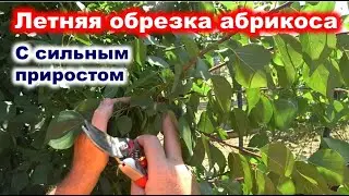 ЛЕТНЯЯ ОБРЕЗКА АБРИКОСА после потери урожая