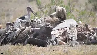 Untold secrets about the lives of vultures