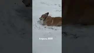 Хоть кто-то рад снегу в апреле