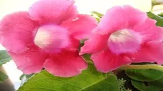 ♡ Como Fazer Mudas de Gloxínias de Maneira Fácil  ♡