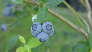Ах, это лето... | Видеомонтаж Алены Чайки