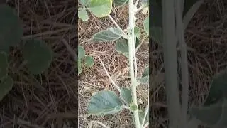 сальпуга хищный паук