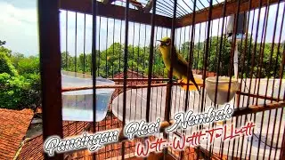 Pleci Dakun Bali ngalas nembak