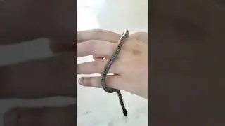 I found a beautiful kukri snake in my garden