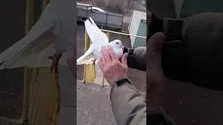 На племя