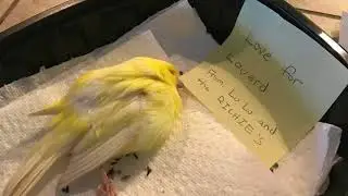 Loverd tribute