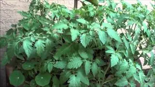 Volunteer tomato and volunteer nasturtium growing in container gorwn bearss lime tree