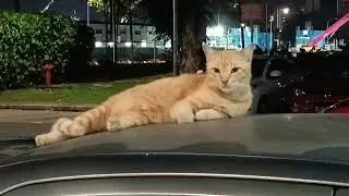 ORANGE CAT ON CAR