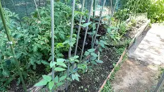 My little vegetables garden , July 2022 , Kyoto , Japan .