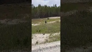 лось