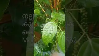 സ്ഥലമില്ലാത്തവർക്കും കുരുമുളക് കൃഷി ചെയ്യാംനല്ലയിനം കുറ്റികുരുമുളക് തൈകൾക്ക് 7012853532 Bush pepper