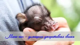 Мини пиг – домашняя декоративная свинка  Mini pig - home decorative pig