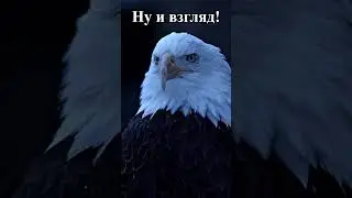 Ну и взгляд! Shorts #funny #животные #смешное_видео #animals #nature #природа