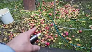 часть1 деревня, сидр, мнение, яблоки
