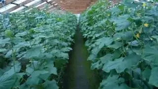 Огурец сорт бьйорн