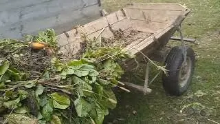 Возимо кормові буряки. Кінь в роботі.