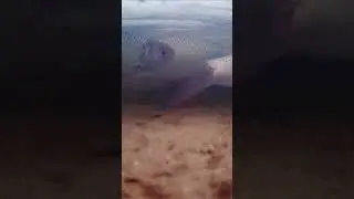 Куча рыбы подо льдом 