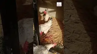 Our Pet Animals .......pet Rabbit, Hen , Turkey , Pigeon.#shortvideo