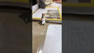 кот Денсит на уроке