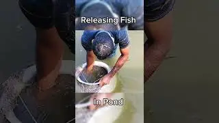 Releasing Silver Carp Fish In New Pond #fish #fishfarm #fishing #viral #reels #pond #pondlife