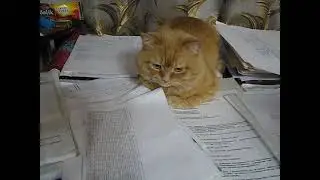 приколы с котами! смотреть до конца!