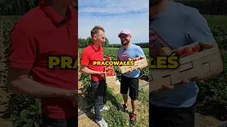 Zarabiamy na zbieraniu truskawek.