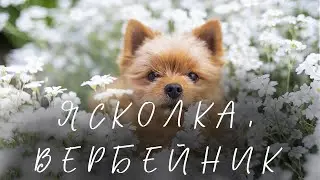 Ясколка I вербейник