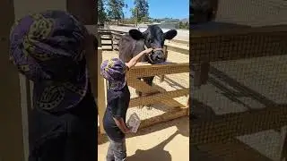 stinky cow #cow #smelly #farm