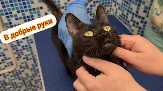 Очередной подкидыш.