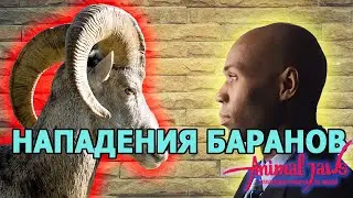Нападения баранов и овец на людей
